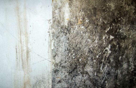 Mold Removal in Leesburg, VA, Rockville, MD, Sterling, VA, Bethesda, MD, Frederick, MD, Potomac,