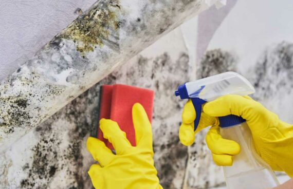 Mold Removal Services for an Office in Columbia, MD